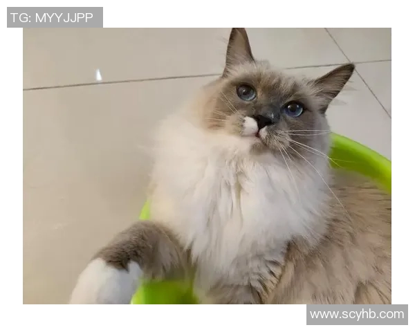 足球球星宠物猫品种揭秘：明星球员们偏爱的猫咪种类与养宠心得